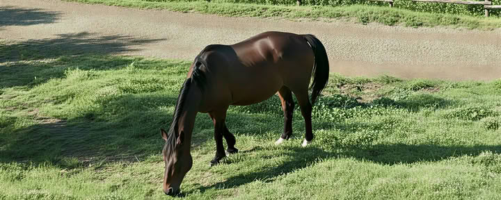 ヨガ、ハイキング、乗馬