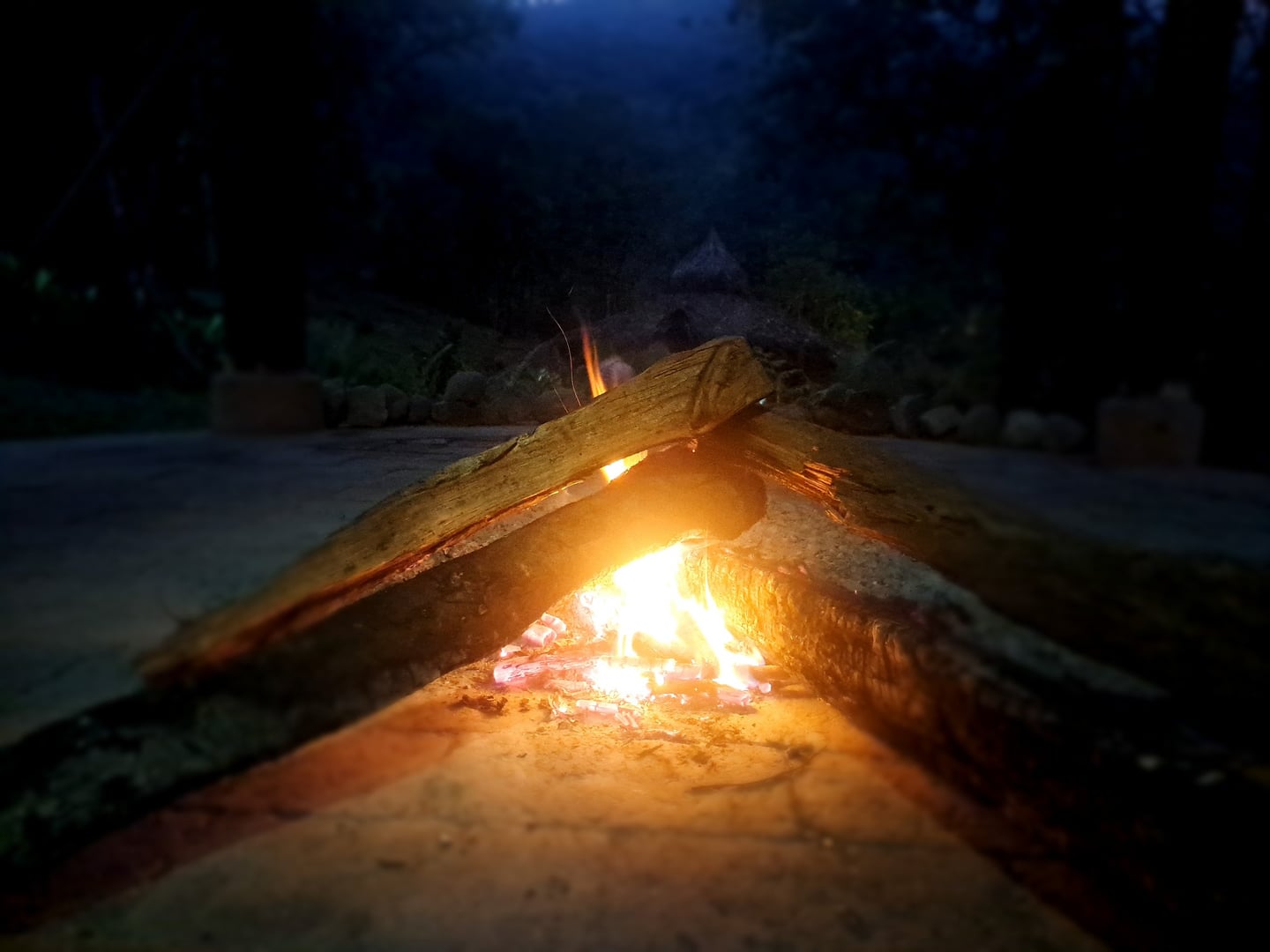 アヤワスカ・デイライト・セレモニー at ハユリマ自然保護区