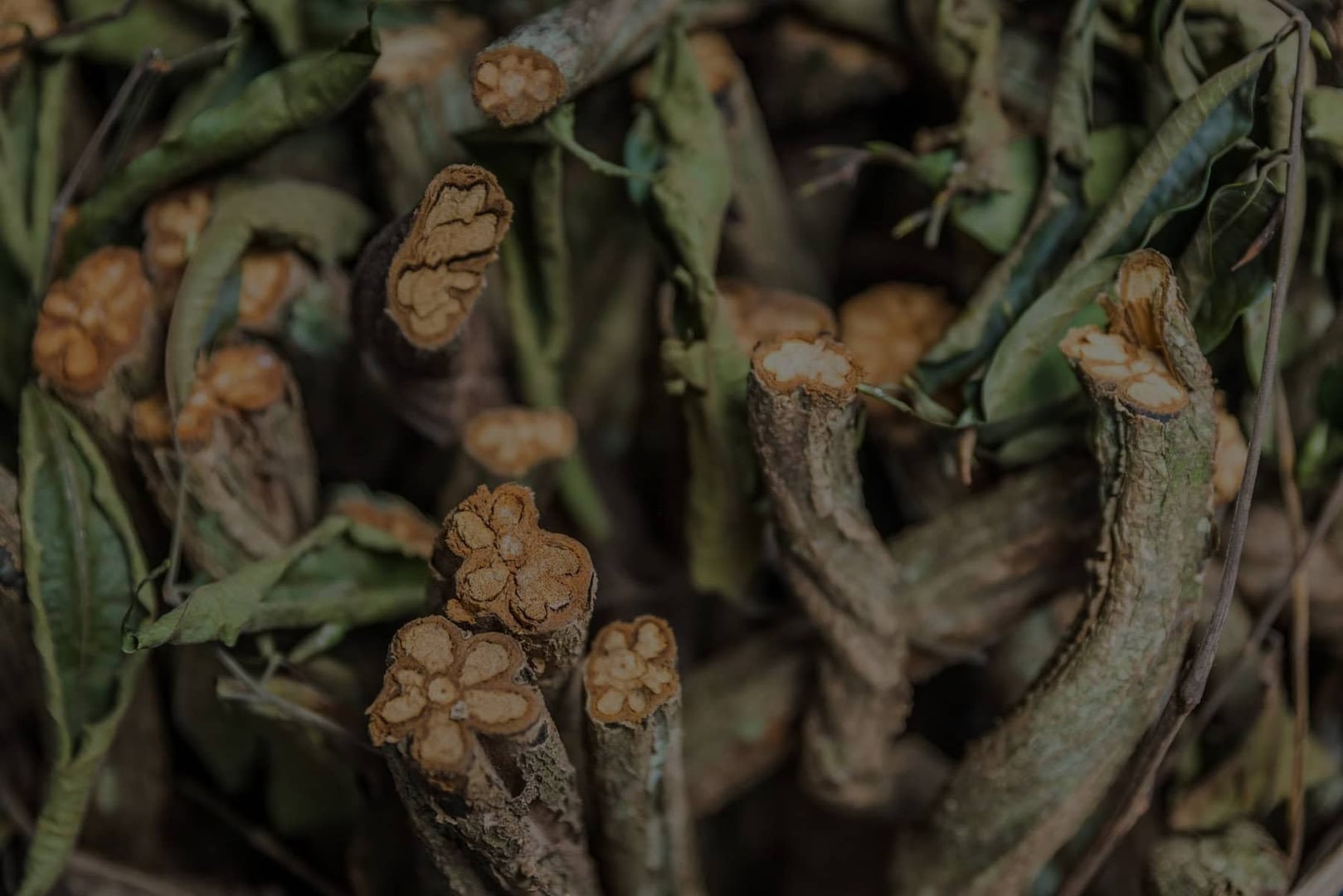 医療従事者向けアヤワスカ・リトリート2026