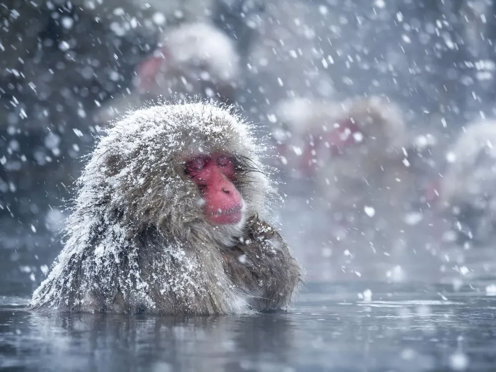 雪の女神リトリート