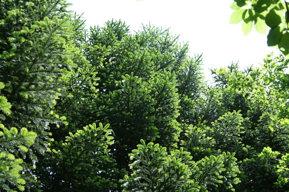 森林浴