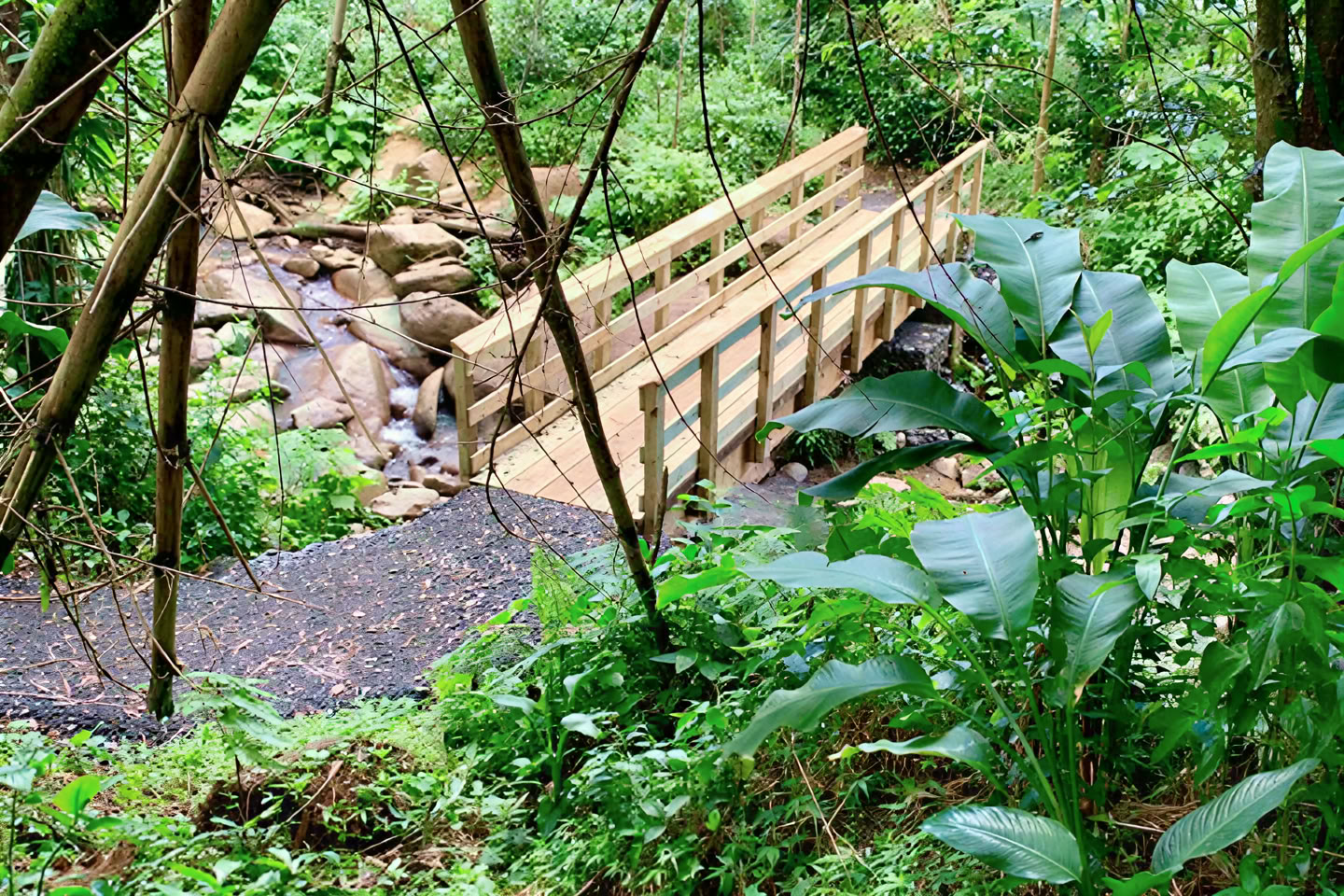 野生と絶景の熱帯雨林ネイチャーウォークから川の冒険へ
