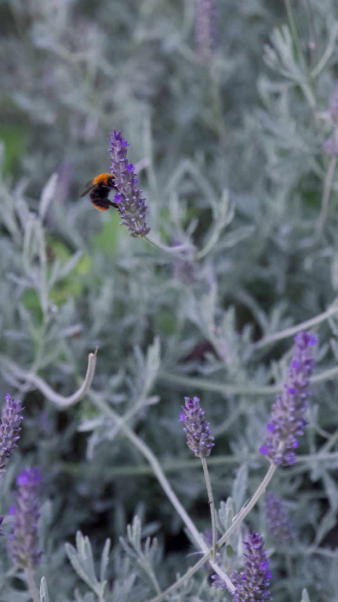 ヨガとウェルネスの調和リトリート