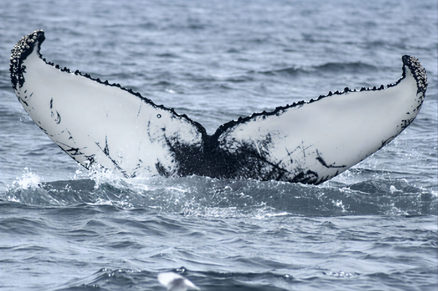 アークレイリーのホエールウォッチング
