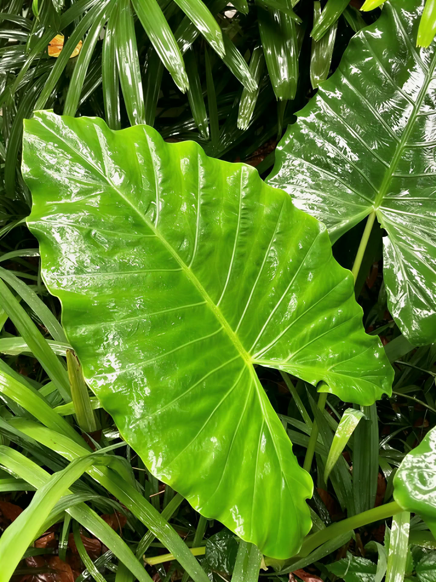 ジャングルに抱かれて