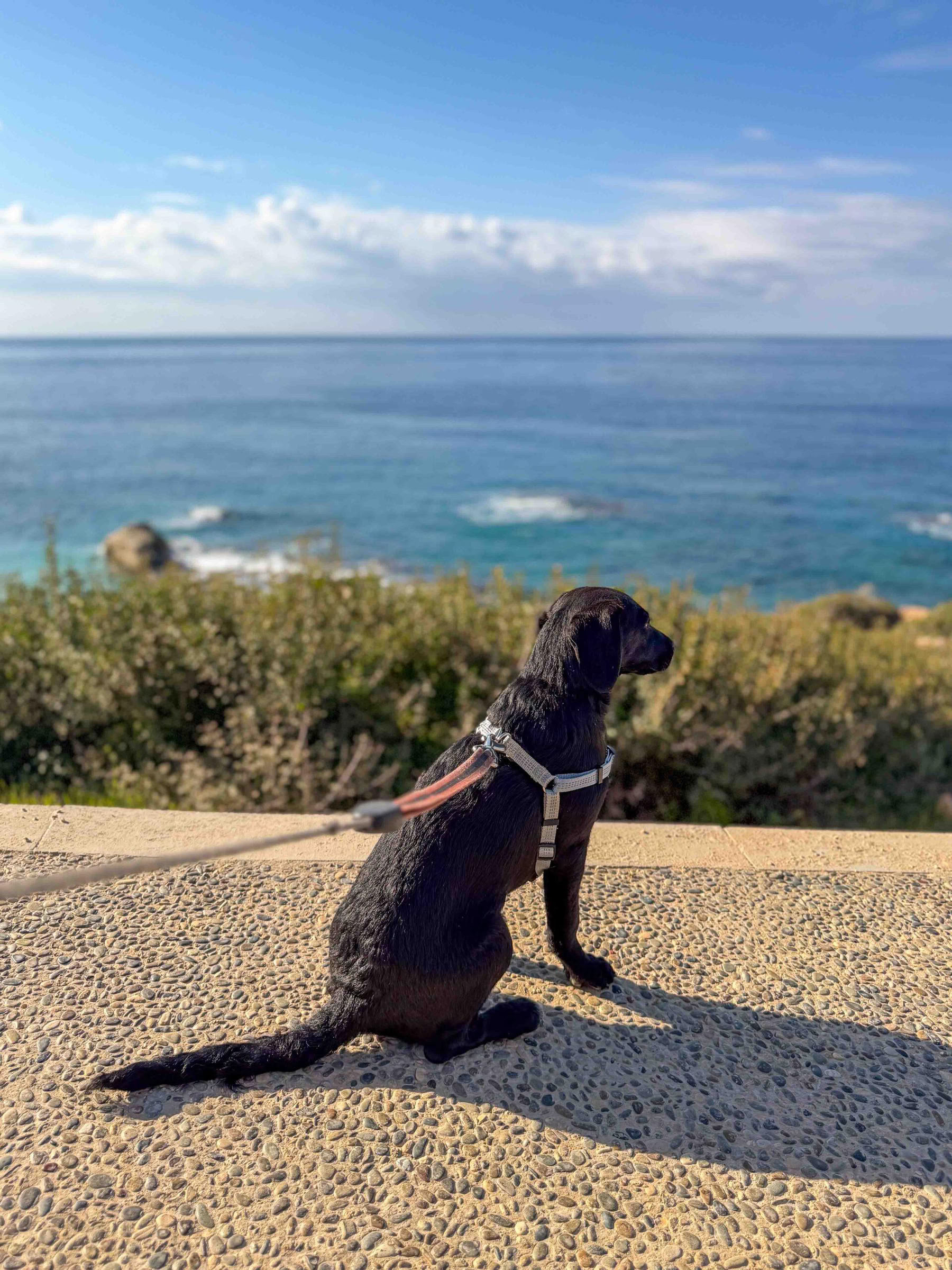 子犬とのビーチウォーク