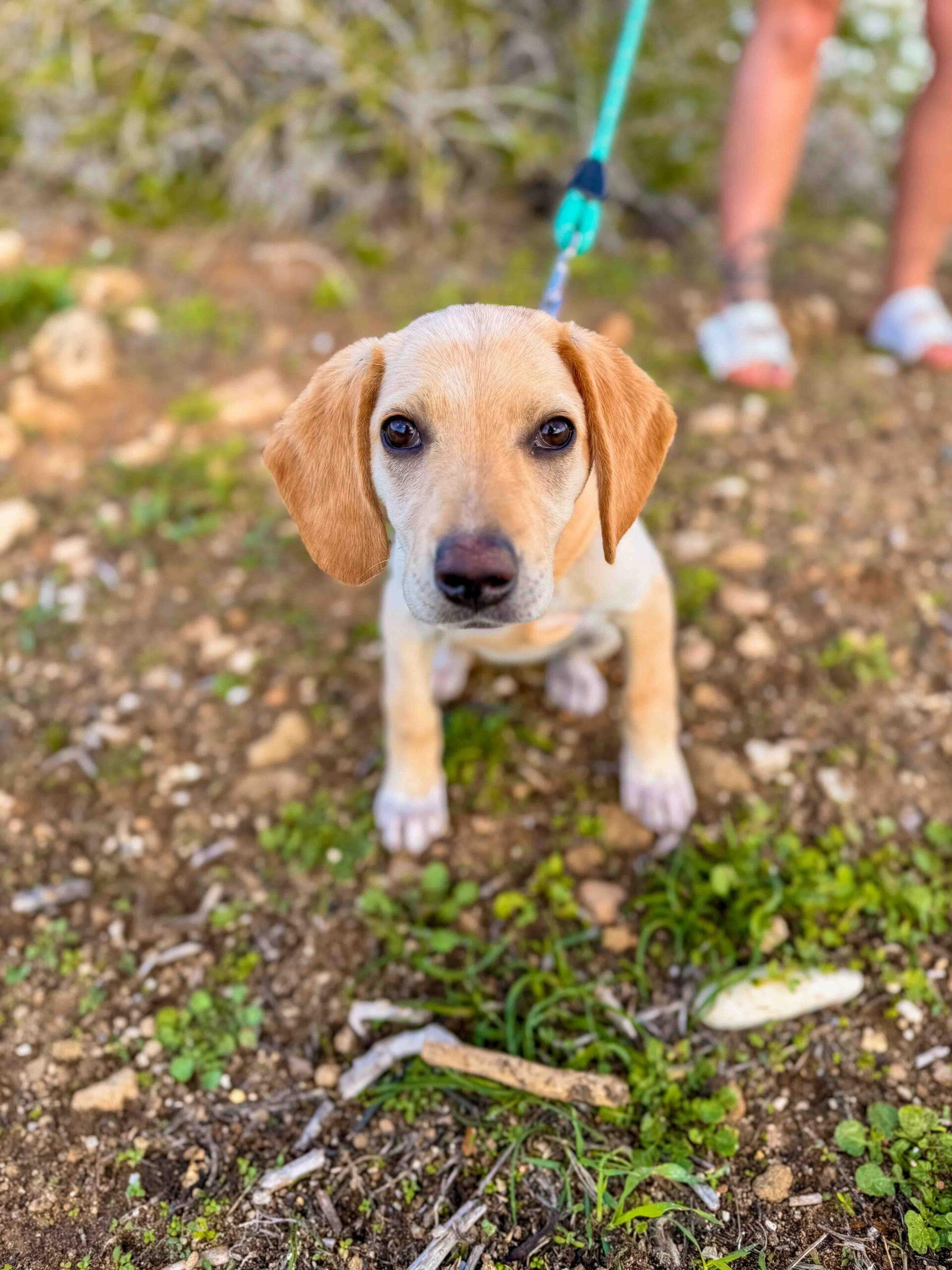 子犬とのビーチウォーク