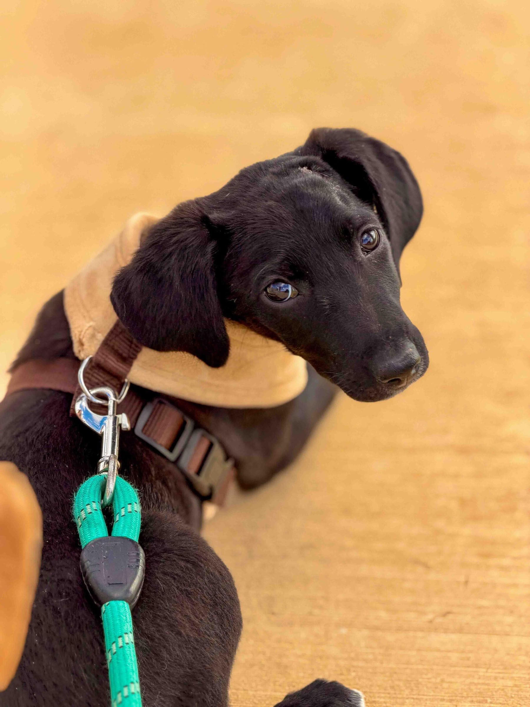 子犬とのビーチウォーク
