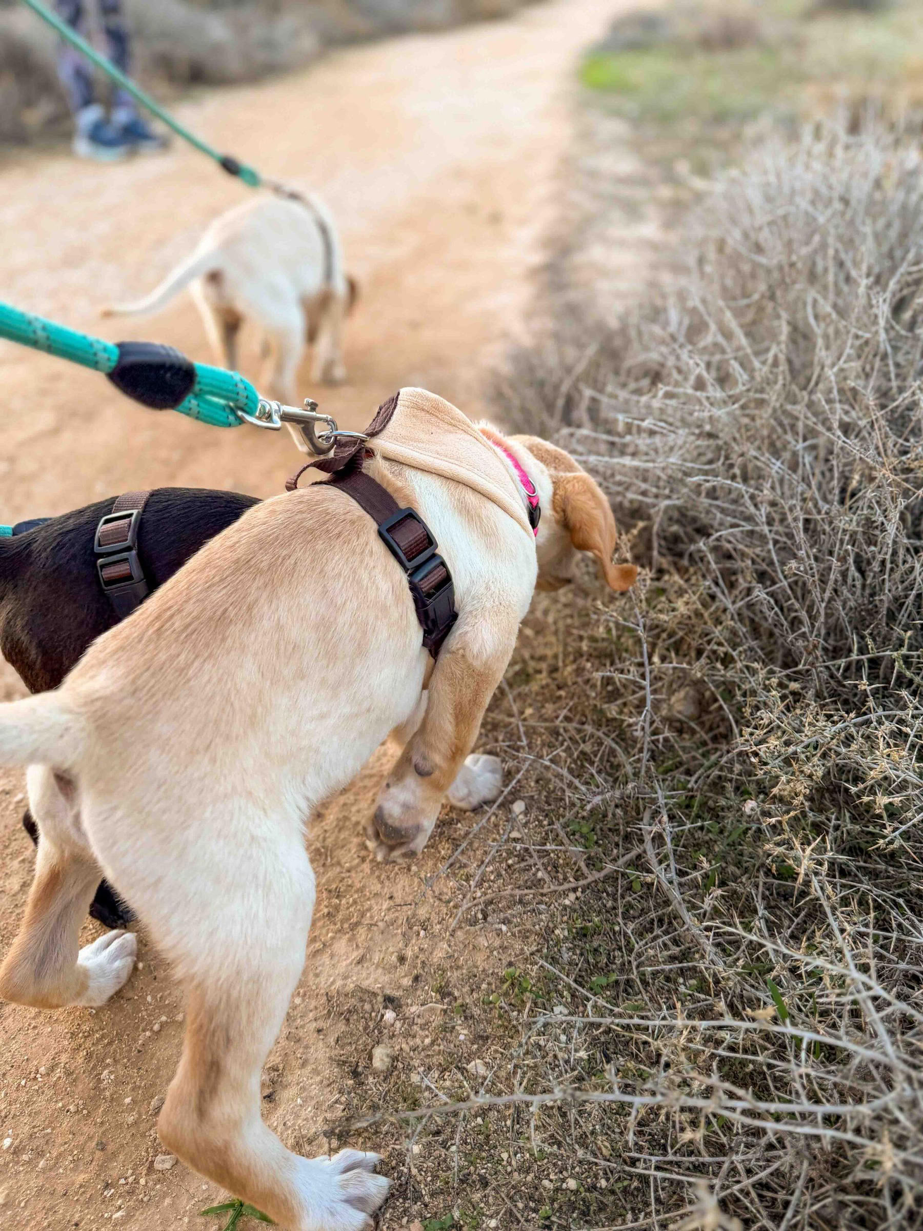子犬とのビーチウォーク