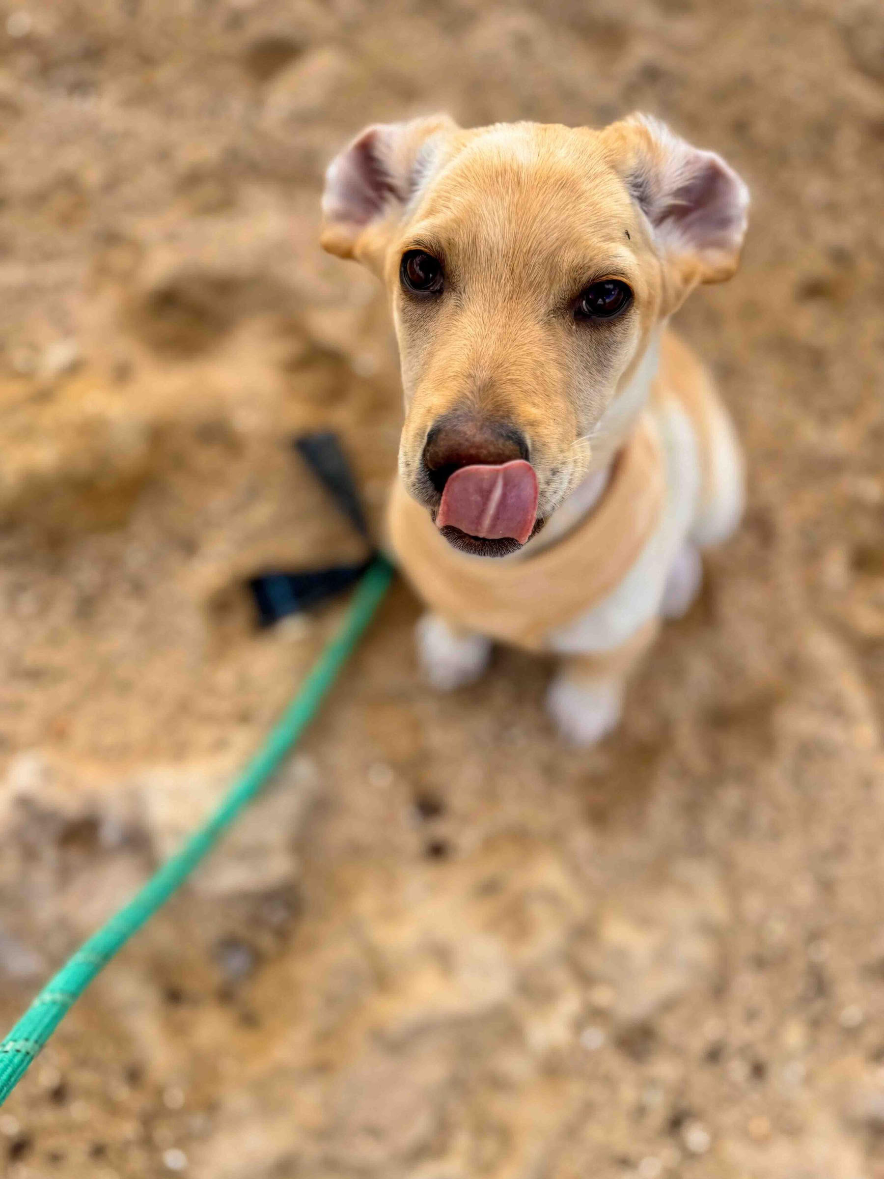 子犬とのビーチウォーク