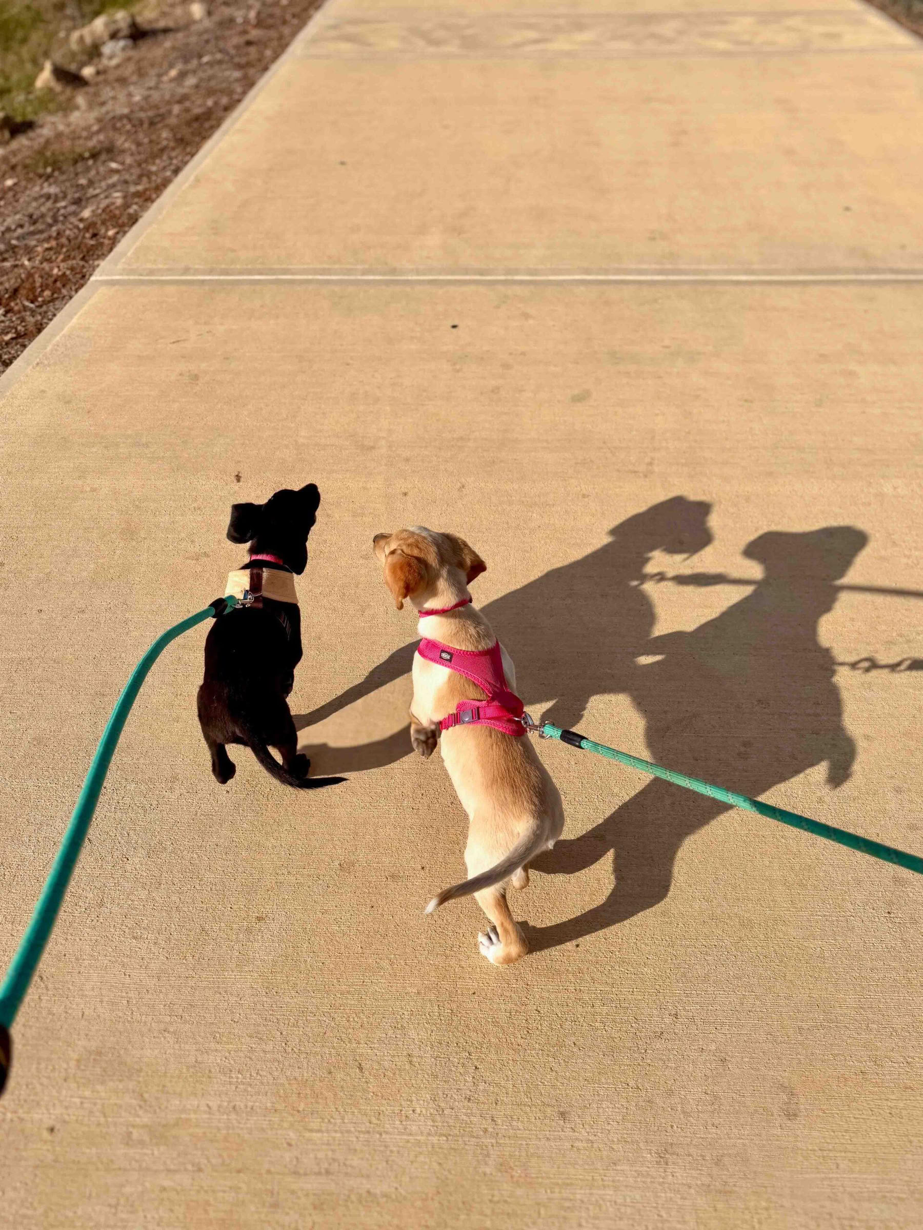 子犬とのビーチウォーク