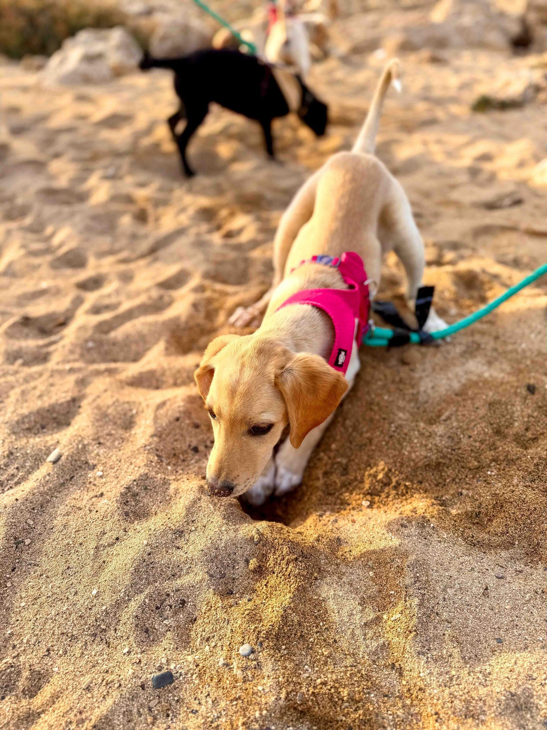 子犬とのビーチウォーク