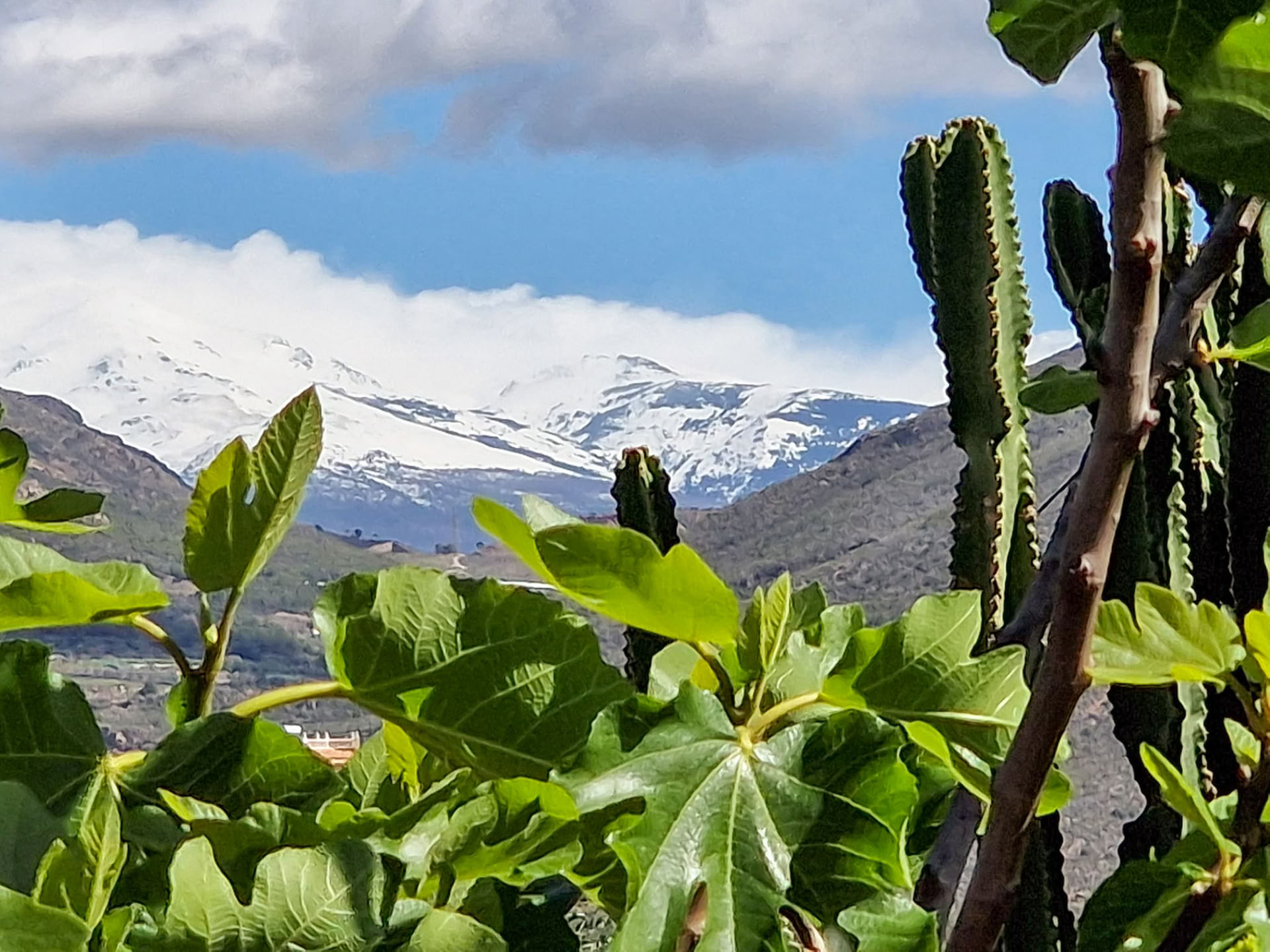 カカオセレモニー