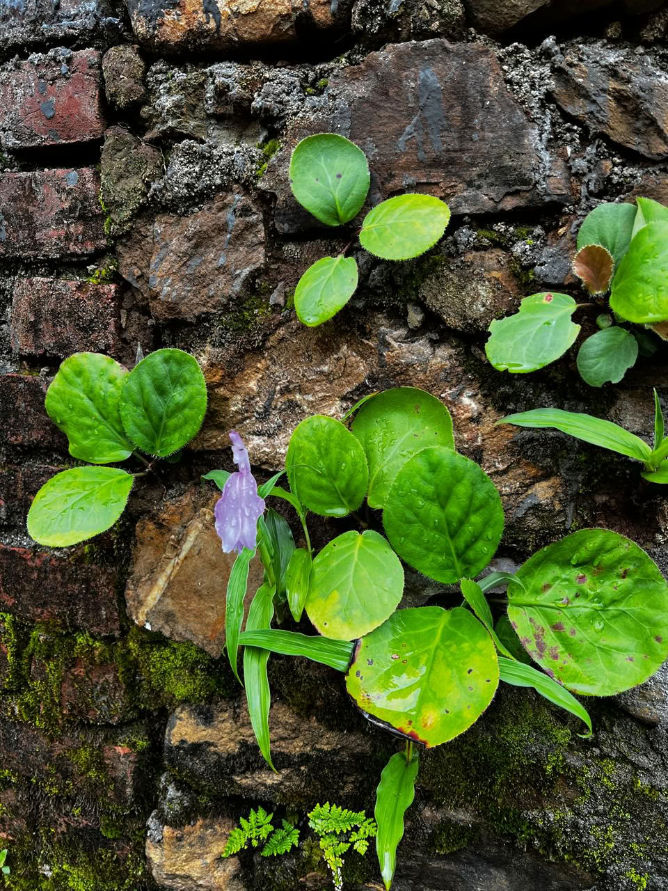 34泊35日 ニルボージャ アーユルヴェーダ減量リトリート