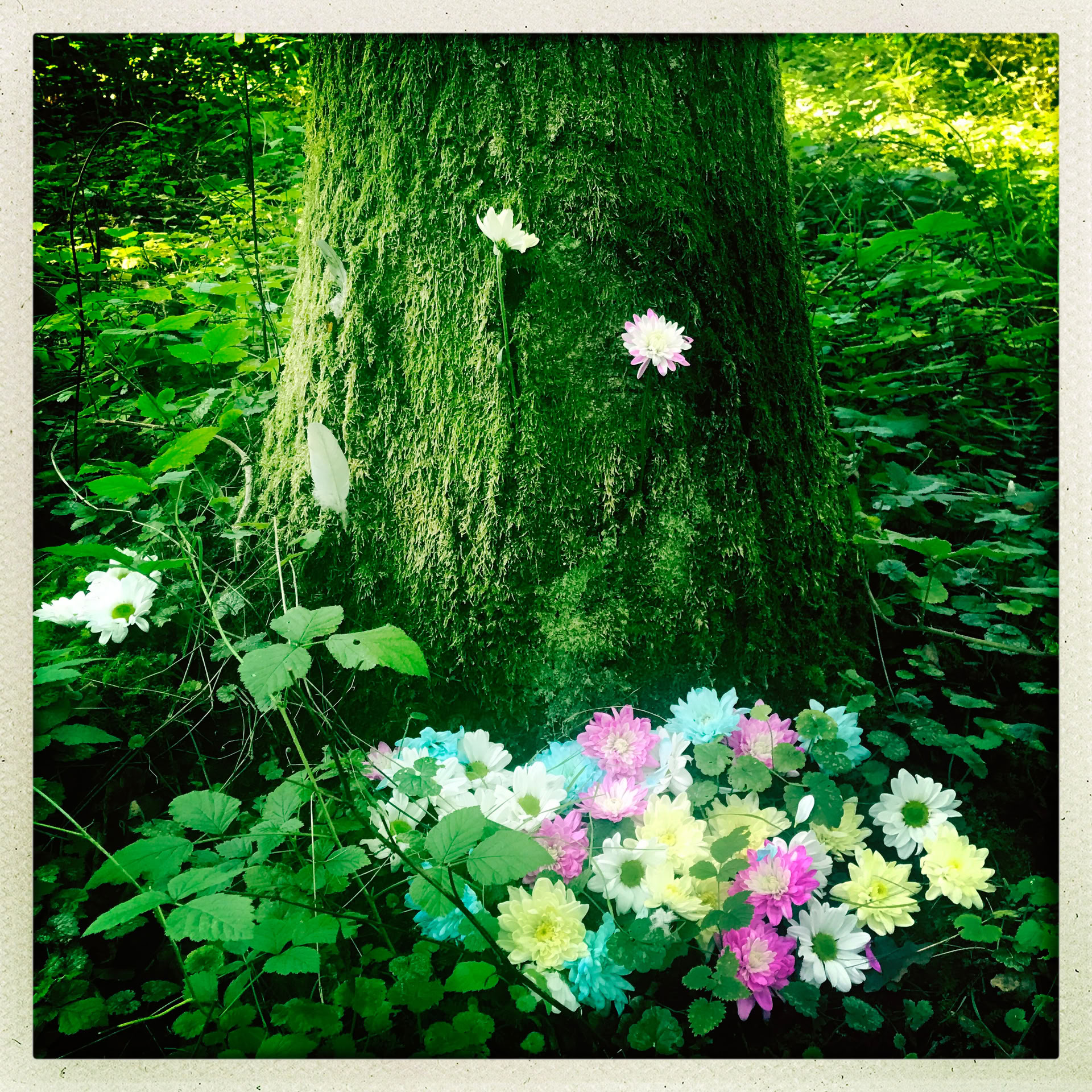 マインドフルネスの森 🌳 体験