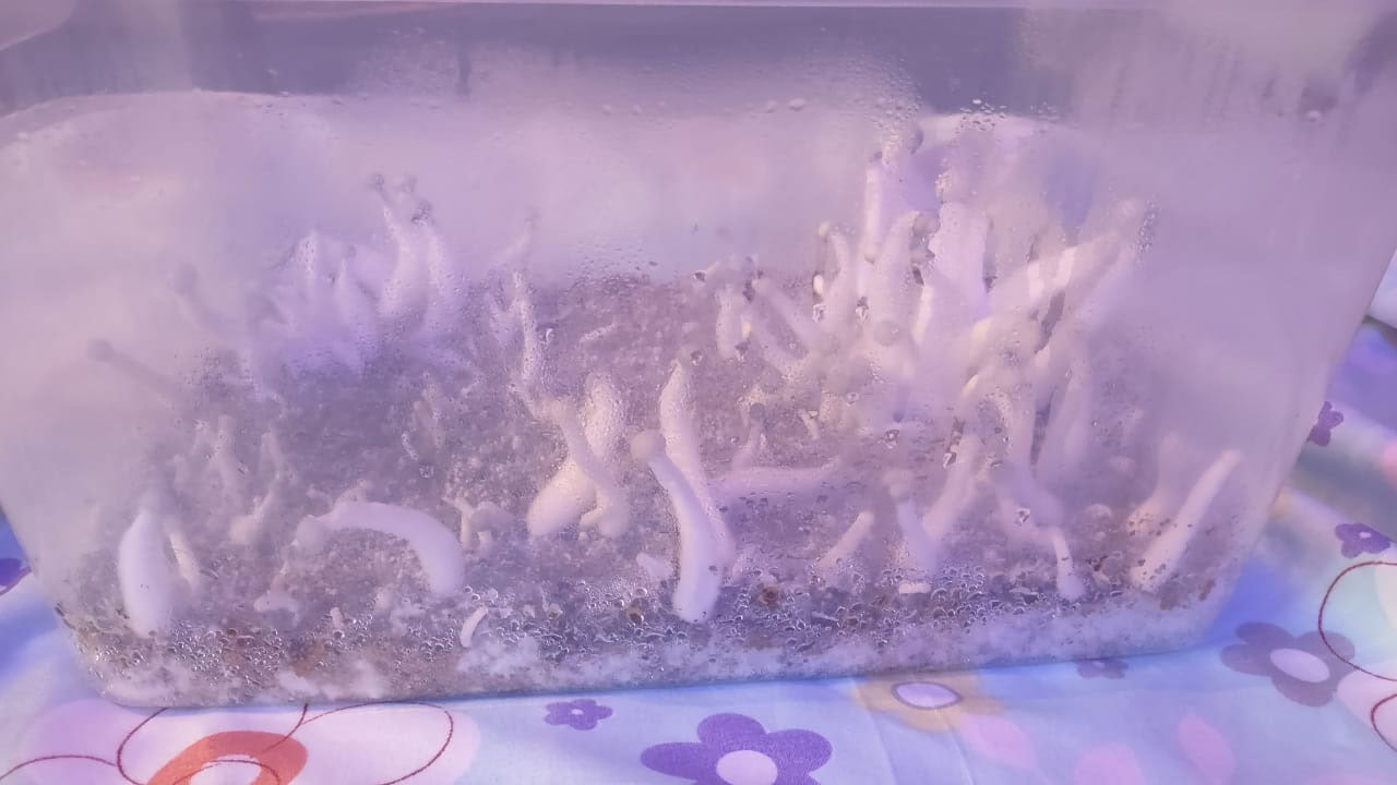 きのこときのこ
