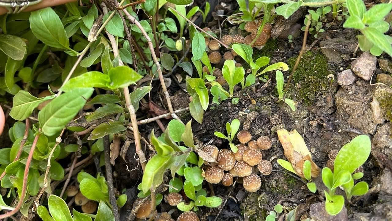 きのこときのこ