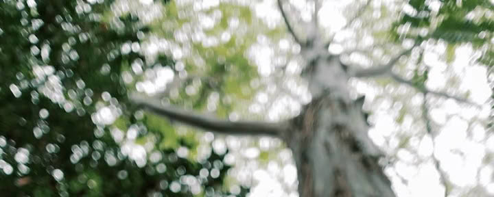 森林浴体験（シンリンヨク）：平和とウェルネスへのガイド付きの旅