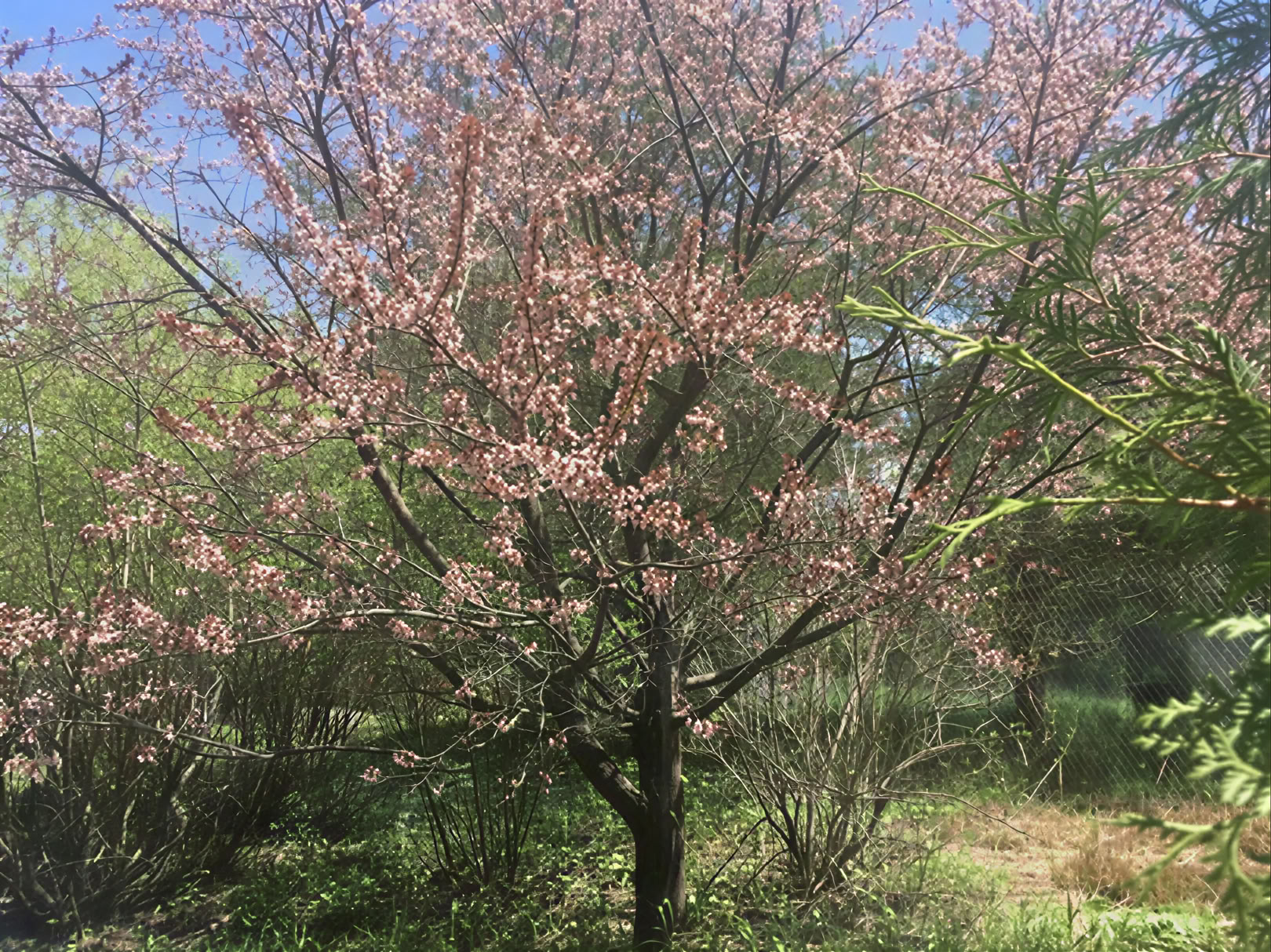 そり遊び