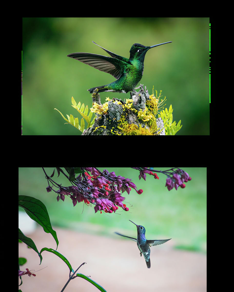 ハンピ・ヤク — 神聖な植物茶