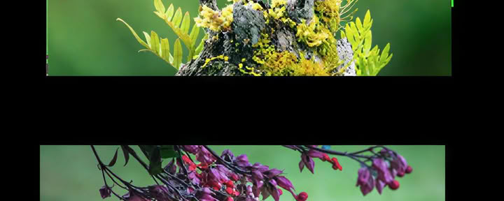 ハンピ・ヤク — 神聖な植物茶