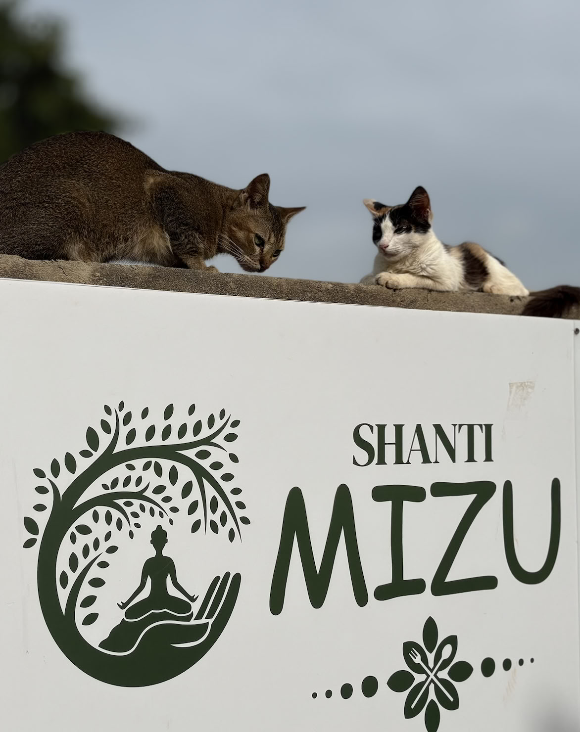 シャンティ MIZU|ゴア州アランボールで最高のヨガリトリート