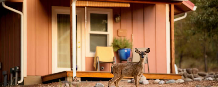 デラックス・シャンティ・キャビン
